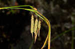 Great smokey mountain sedge